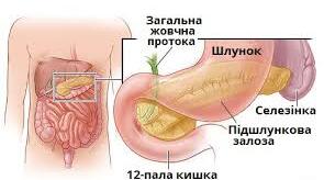 16. Тема: Залози змішаної секреції.