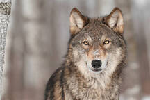 090133j7-de08-216x144.jpg