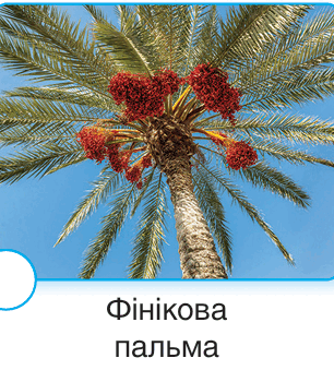 090135ot-a05f-306x339.png