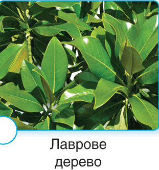 090135oz-6f06-311x332.png