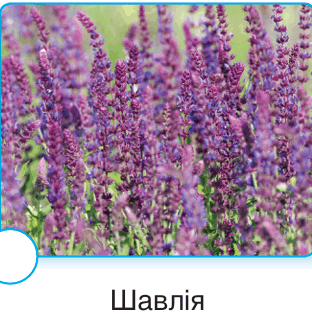 090135p1-4fa0-312x322.png