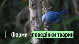 7 клас НУШ тема: “Визначення різних форм поведінки тварин "