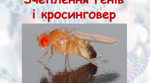 Презентація до уроку "Зчеплення генів.Кросинговер"