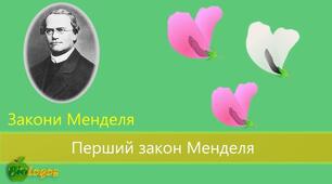 I Закон Менделя