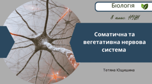 Соматична та вегетативна нервова система. 8 клас. НУШ