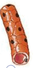 09013a01-560b-163x308.png