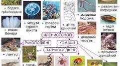 5 пп Хто такі безхребетні ГР3