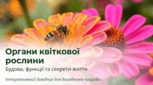 Які органи у квіткової рослини