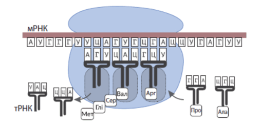 09013sg9-1bd8-506x248.png