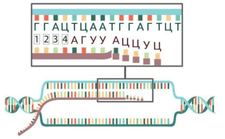 09013sjf-8723-462x286.png