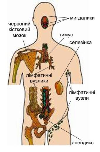 09013td9-b012-339x514.jpg