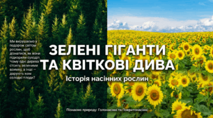 Що об’єднує і відрізняє голонасінні та покритонасінні рослини