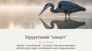 Урок "Птахи" (Бібік, Бондарчук друк.зошит с.76)