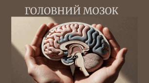 Будова та функції головного мозку. 8 клас НУШ. Біологія (до підручника О.Талгіна та ін.)
