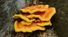 09014685-41f5-99x54.png
