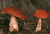 090146px-b6f9-103x71.png