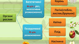 Розмноження рослин.