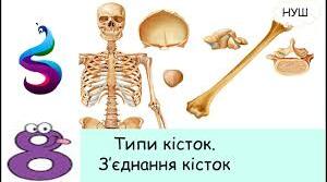 18. Типи кісток. З’єднання кісток