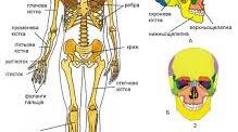 19. Будова скелета та його функції