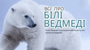 Білі ведмеді: усе про крижаних гігантів