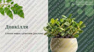 Будова рослин. Клітини живих організмів (рослини). 5-6 класи