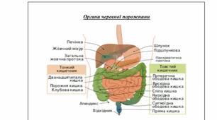 Методичний матеріал «Анатомо-фізіологічні особливості ділянки живота»