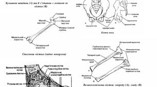 Методичний матеріал «Анатомо-фізіологічні особливості нижньої кінцівки»