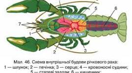 46. Членистоногі – безхребетні тварини із зовнішнім скелетом. Ракоподібні