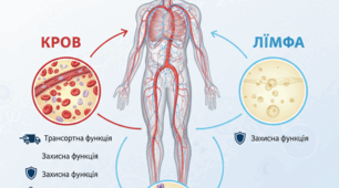 Конспект уроку Тема: Узагальнення знань з теми: «Внутрішнє середовище організму людини»