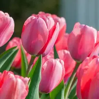 09014s4t-f6d0-554x554.webp