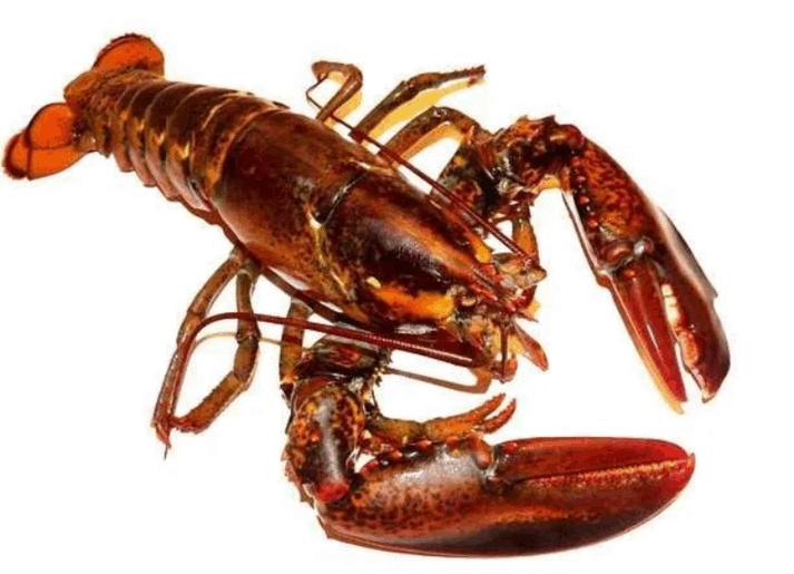 09014s6h-17f9-713x515.png