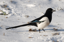 09014sto-da5a-252x166.png