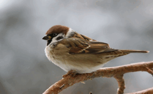 09014stt-021b-299x185.png