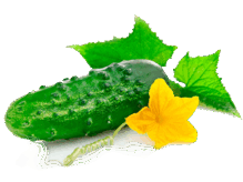 09014ttx-6242-219x164.png