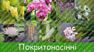 Діагностувальна робота Покритонасінні. Квітка. Суцвіття