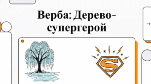 Верба. Дерево-Супергерой
