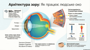 Інфографіка та презентація  з біології для 8 класу до теми: Зорова сенсорна система. Око.