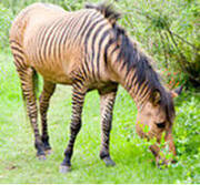 Fichier:Zorse2.jpg — Wikipédia