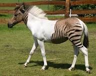 Stock Image: Zebroid