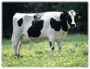 09015j1r-d264-176x135.png