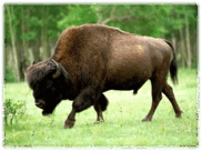 09015j23-4716-182x136.png