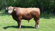 Файл:XJ-B1 Beefalo.jpg — Вікіпедія