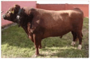 09015j5n-c322-176x117.png