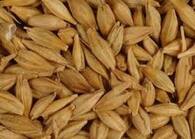 Тритикале як кормова альтернатива для птиці - AgroTimes