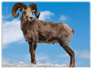 09015jax-9178-186x141.png