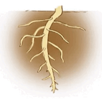 09015kip-72ab-201x194.png