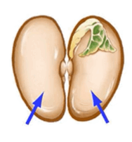 09015kjb-666e-188x202.png