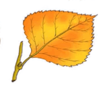 09015kkt-8efc-204x183.png