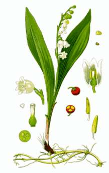 09015l1o-7c26-247x394.png