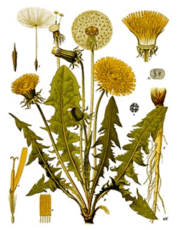 09015l3n-ed61-219x285.png
